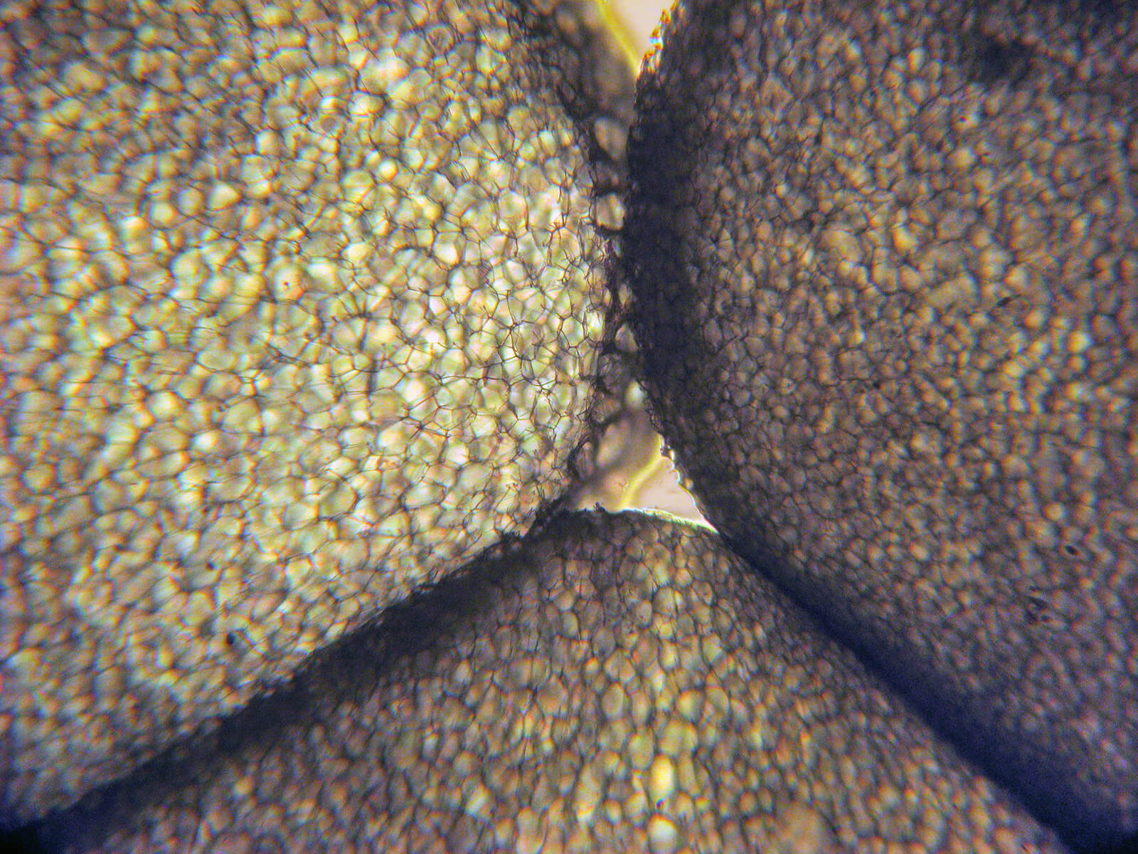 Jak powstaje styropian?